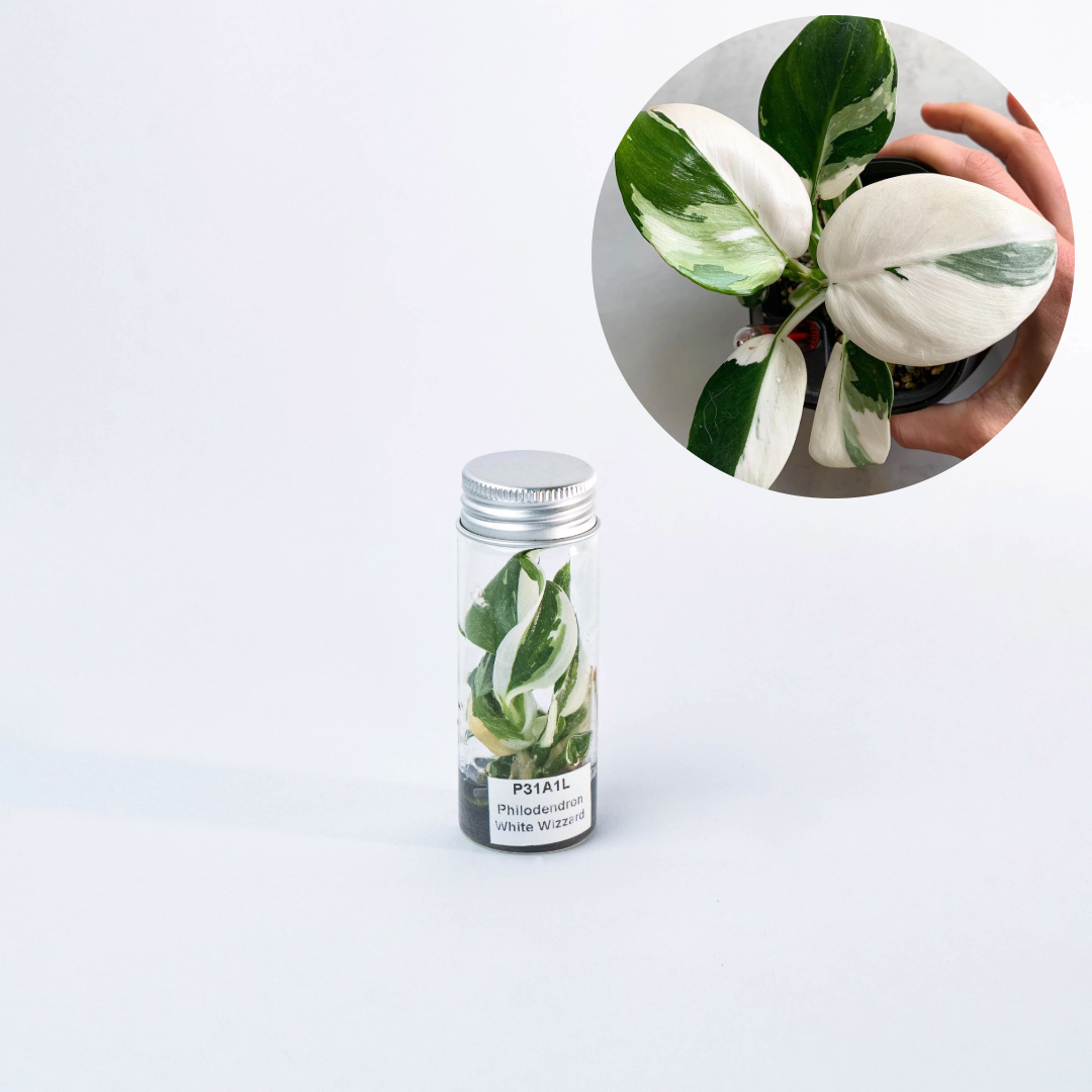 philodendron white wizard tissue culture Variegated Philodendron White Wizard Tissue Culture Plant