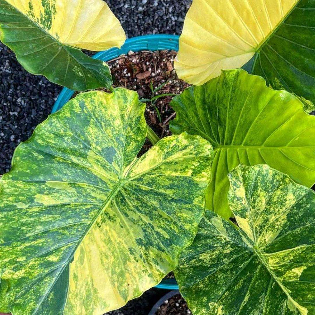 Shop Variegated Alocasia Gageana Tissue Culture Plant