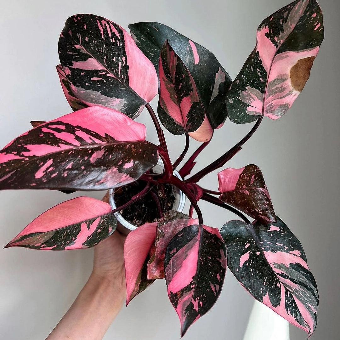 Shop Variegated Philodendron Pink Princess Tissue Culture Plant