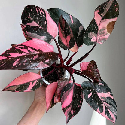 how to improve variegation on princess pink philodendron Shop Variegated Philodendron Pink Princess Tissue Culture Plant