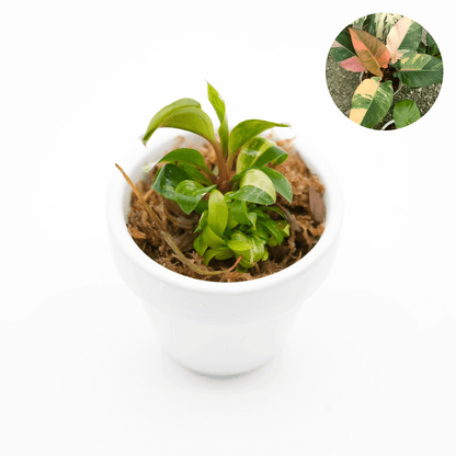 philodendron cherry red variegated Shop Variegated Philodendrion Red Congo Tissue Culture Plant