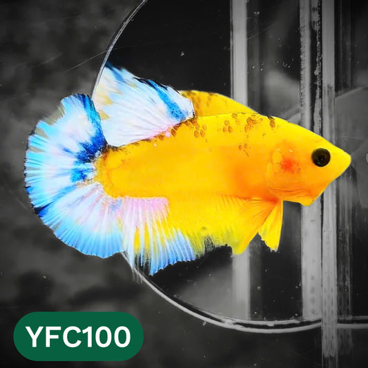 Yellow Fancy Male Betta Fish | Order Directly From Farm | You Pick Fish