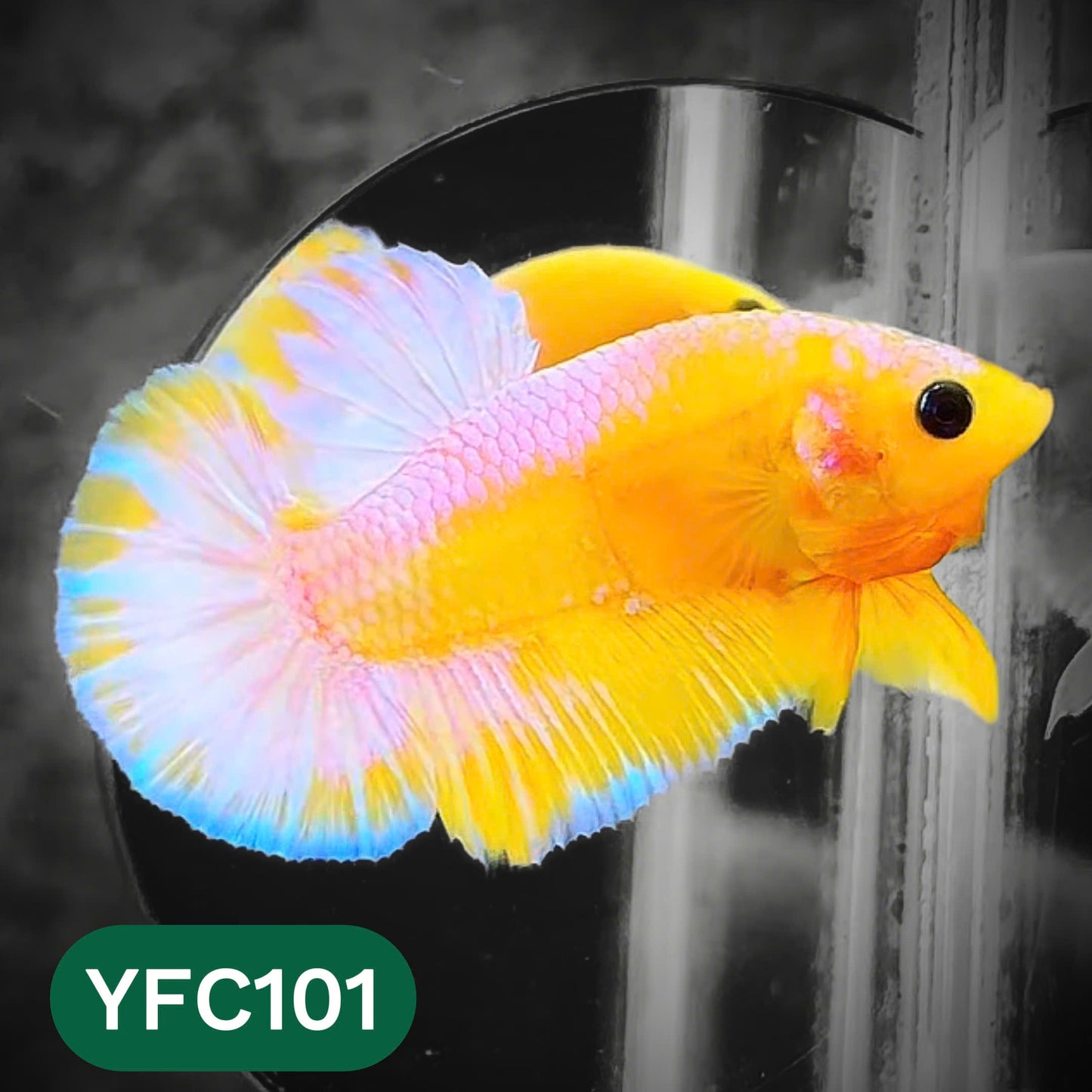 Yellow Fancy Male Betta Fish | Order Directly From Farm | You Pick Fish