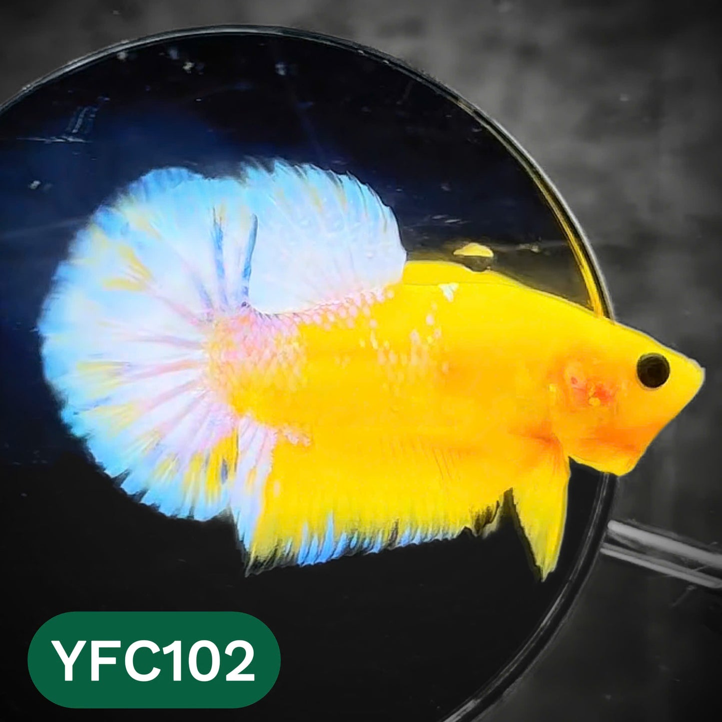Yellow Fancy Male Betta Fish | Order Directly From Farm | You Pick Fish