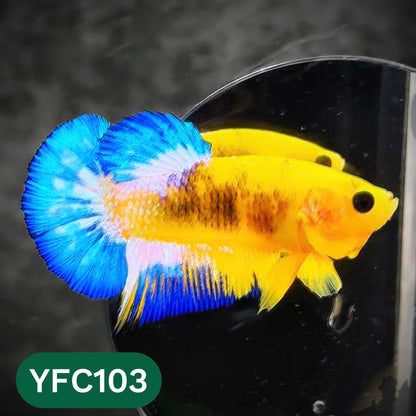 Yellow Fancy Male Betta Fish | Order Directly From Farm | You Pick Fish