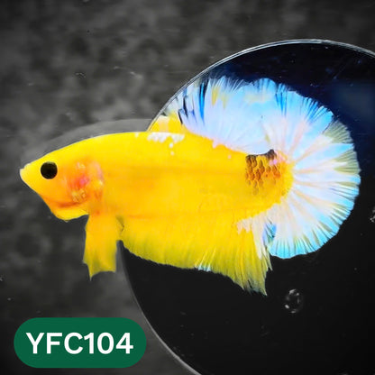 Yellow Fancy Male Betta Fish | Order Directly From Farm | You Pick Fish