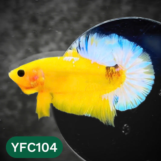 Yellow Fancy Male Betta Fish | Order Directly From Farm | You Pick Fish