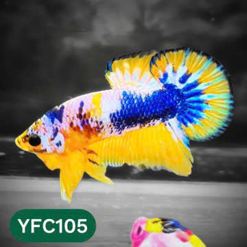 Yellow Fancy Male Betta Fish | Order Directly From Farm | You Pick Fish