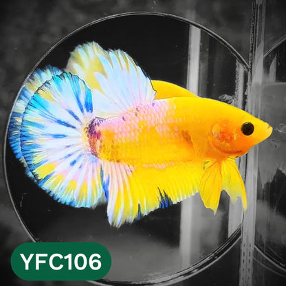 Yellow Fancy Male Betta Fish | Order Directly From Farm | You Pick Fish