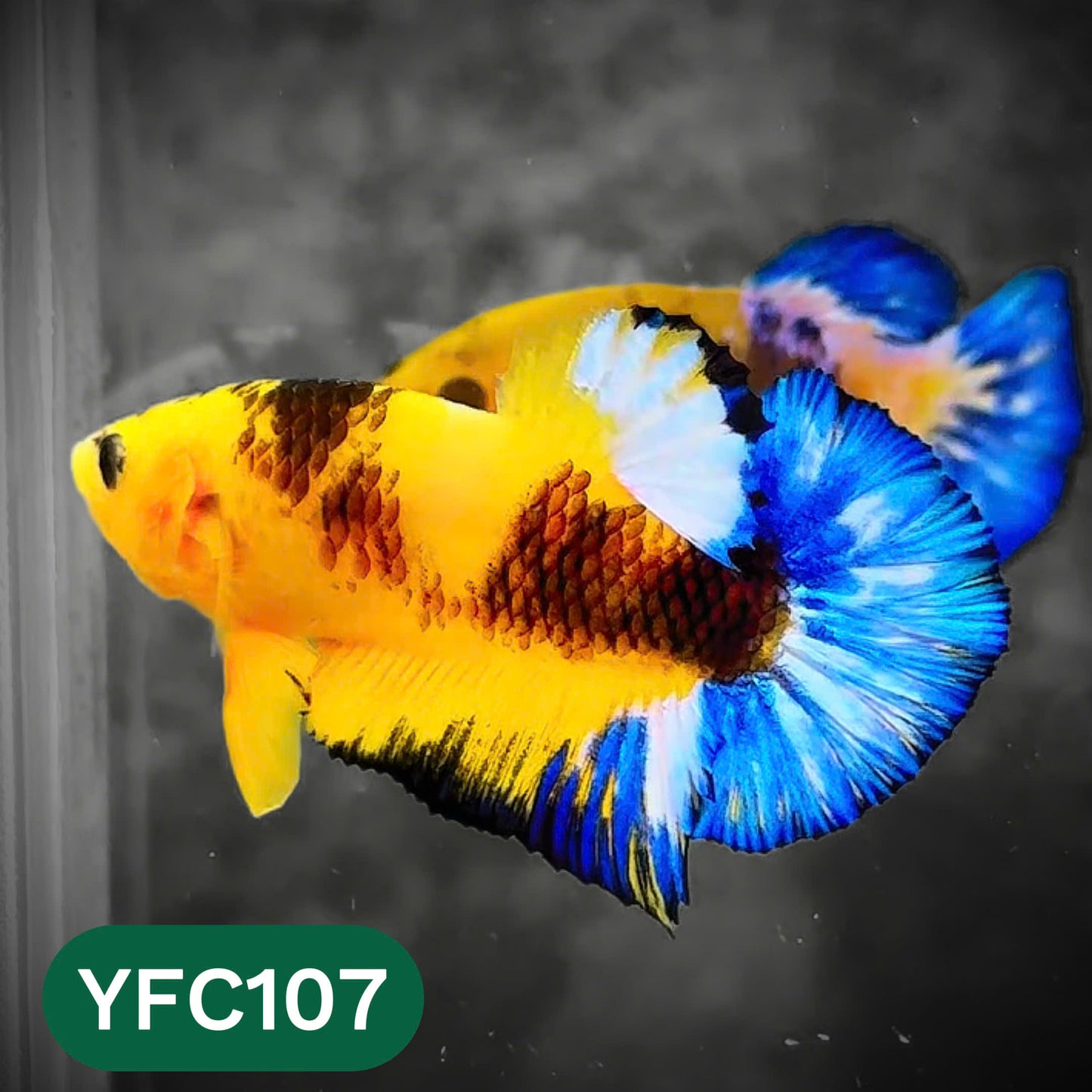 Yellow Fancy Male Betta Fish | Order Directly From Farm | You Pick Fish