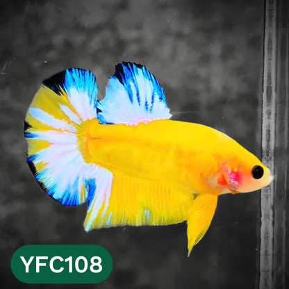 Yellow Fancy Male Betta Fish | Order Directly From Farm | You Pick Fish