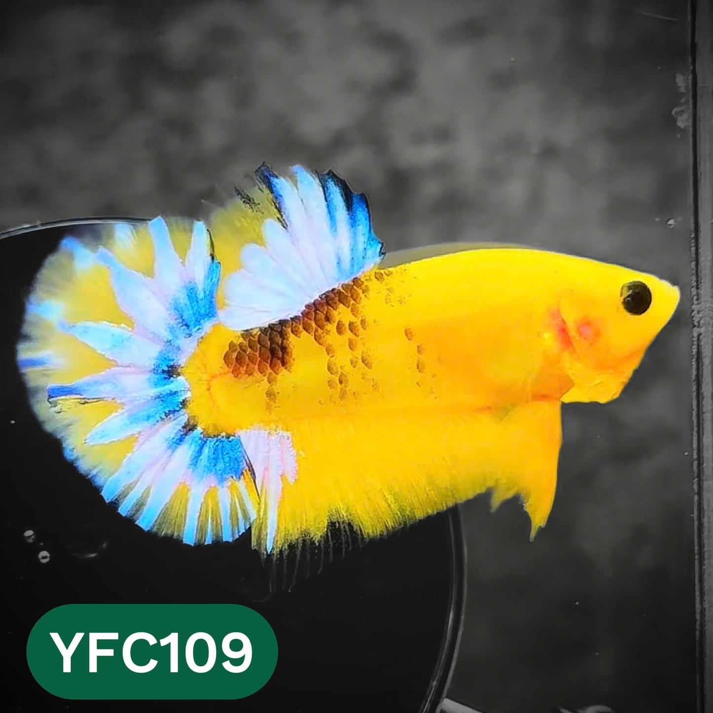 Yellow Fancy Male Betta Fish | Order Directly From Farm | You Pick Fish