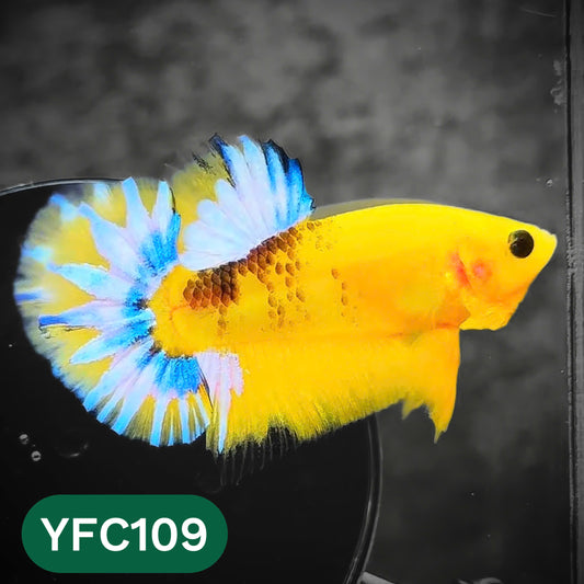 Yellow Fancy Male Betta Fish | Order Directly From Farm | You Pick Fish