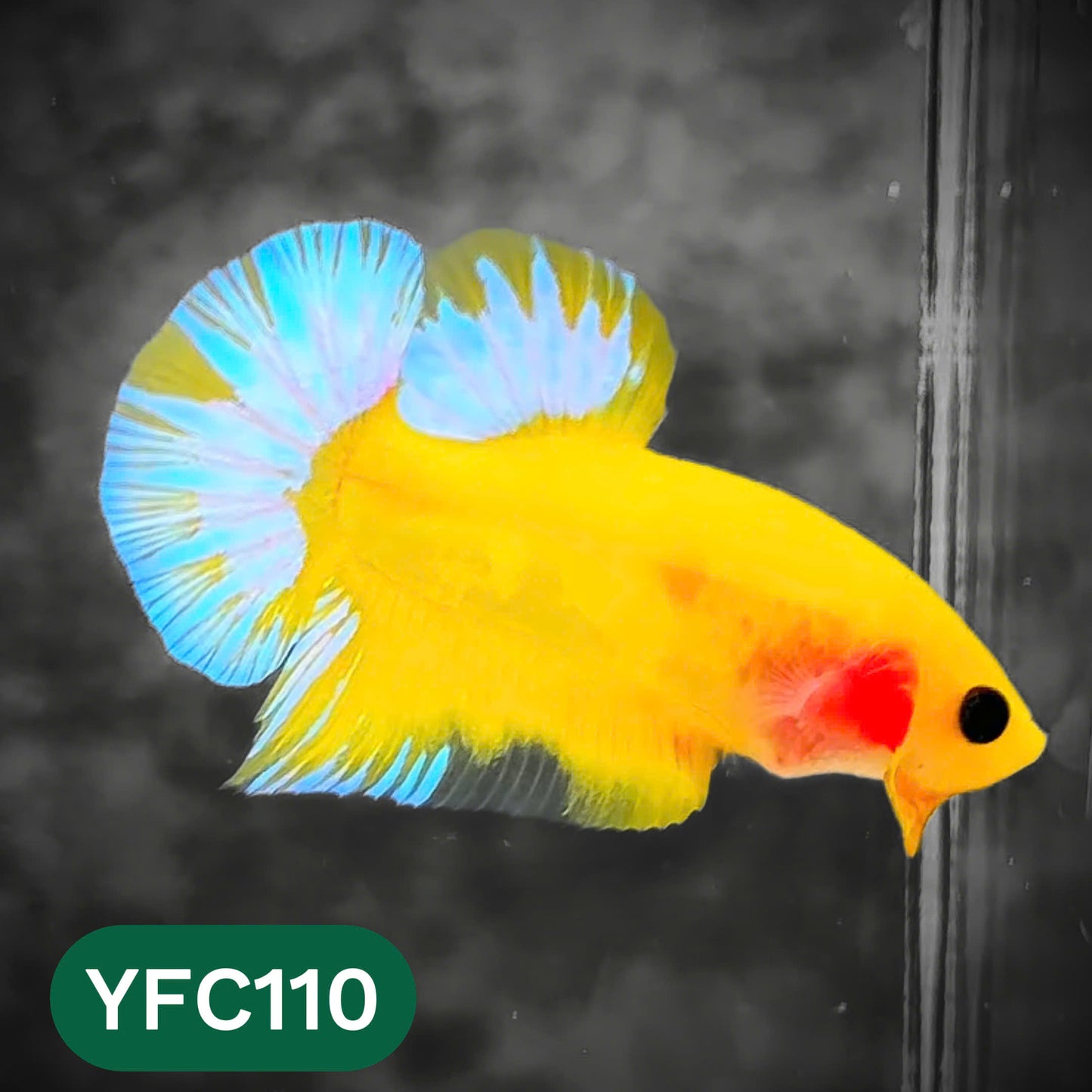 Yellow Fancy Male Betta Fish | Order Directly From Farm | You Pick Fish
