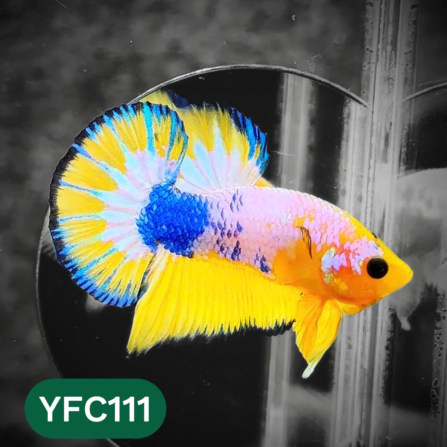 Yellow Fancy Male Betta Fish | Order Directly From Farm | You Pick Fish