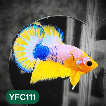 Yellow Fancy Male Betta Fish | Order Directly From Farm | You Pick Fish