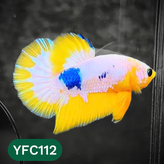 Yellow Fancy Male Betta Fish | Order Directly From Farm | You Pick Fish