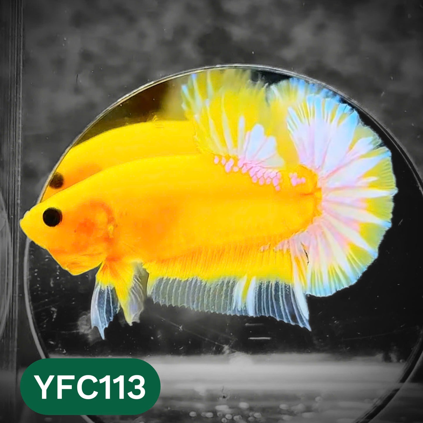 Yellow Fancy Male Betta Fish | Order Directly From Farm | You Pick Fish