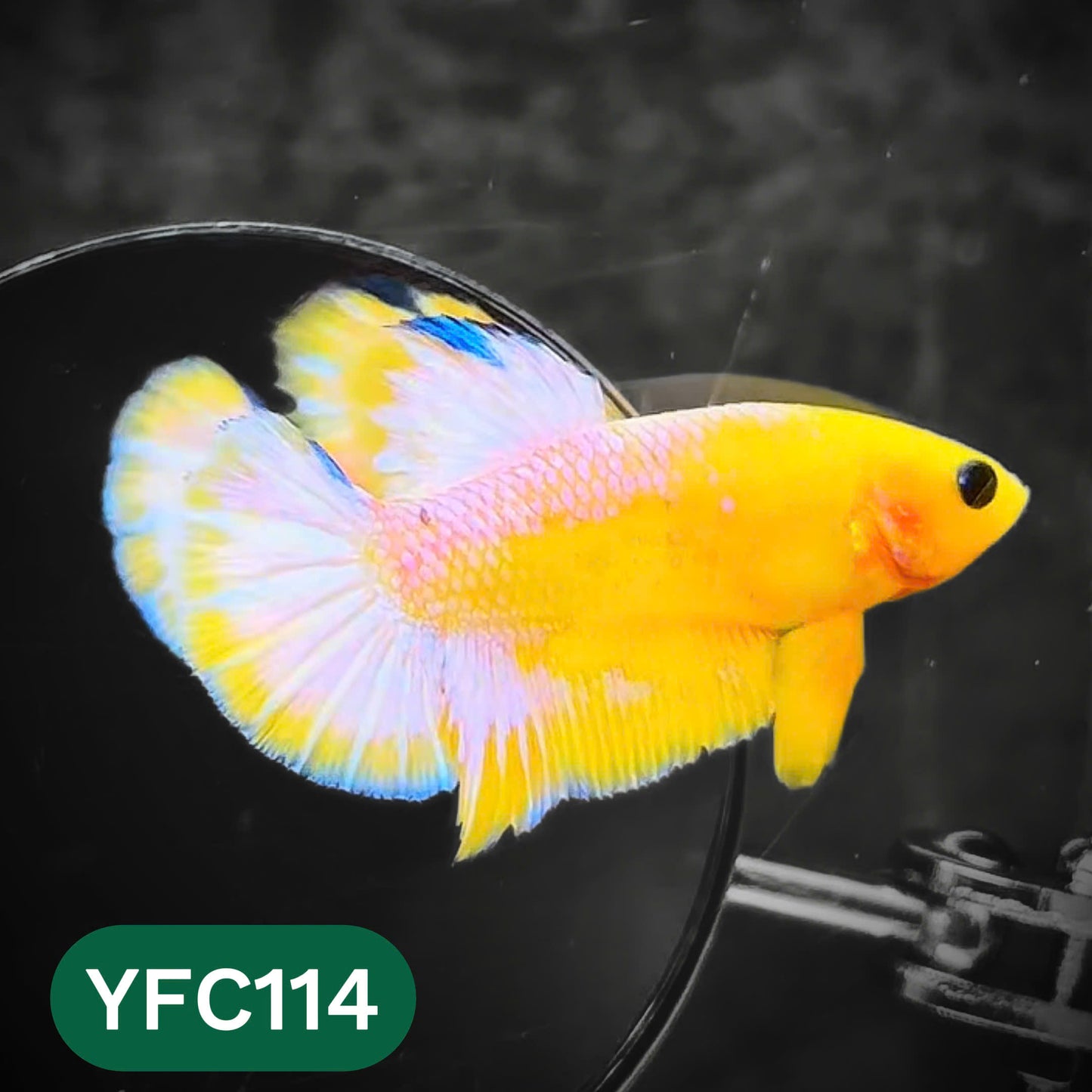 Yellow Fancy Male Betta Fish | Order Directly From Farm | You Pick Fish
