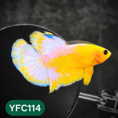 Yellow Fancy Male Betta Fish | Order Directly From Farm | You Pick Fish
