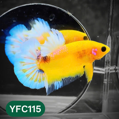 Yellow Fancy Male Betta Fish | Order Directly From Farm | You Pick Fish