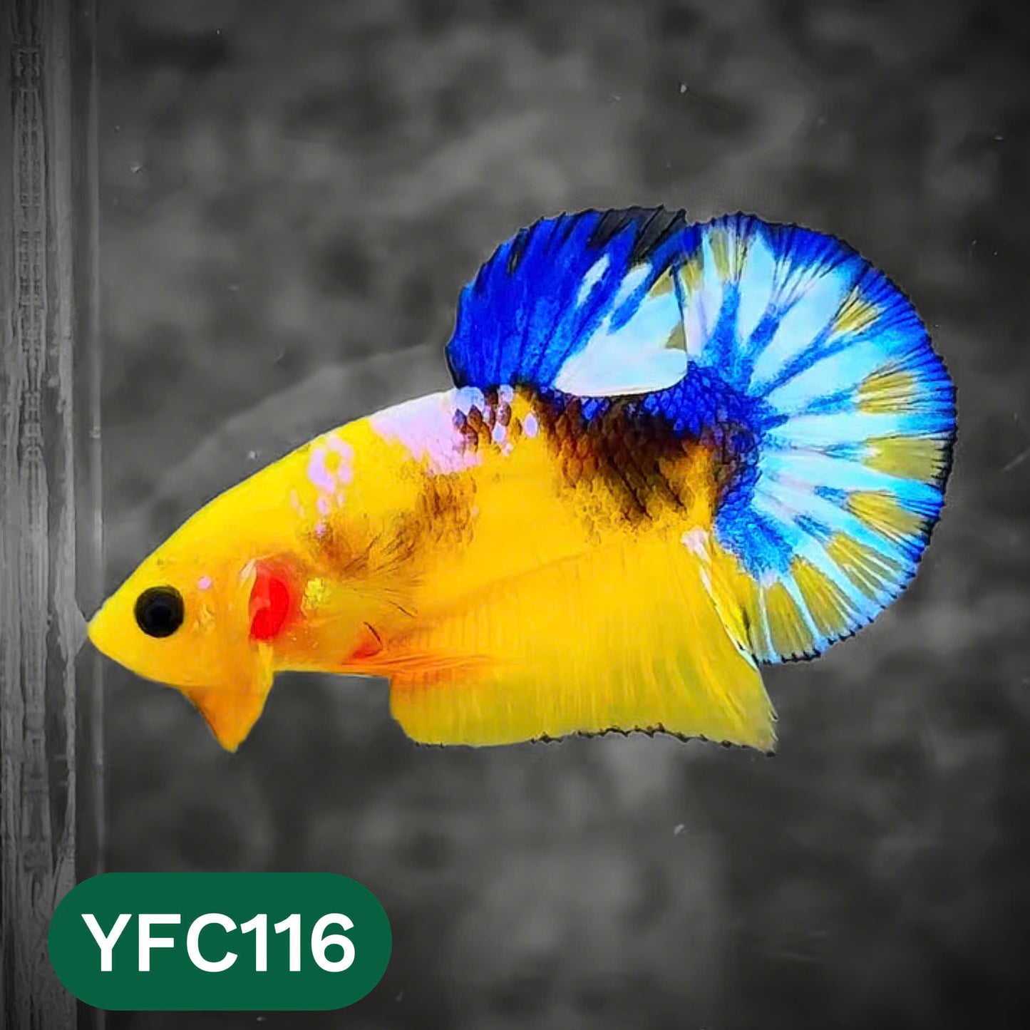 Yellow Fancy Male Betta Fish | Order Directly From Farm | You Pick Fish
