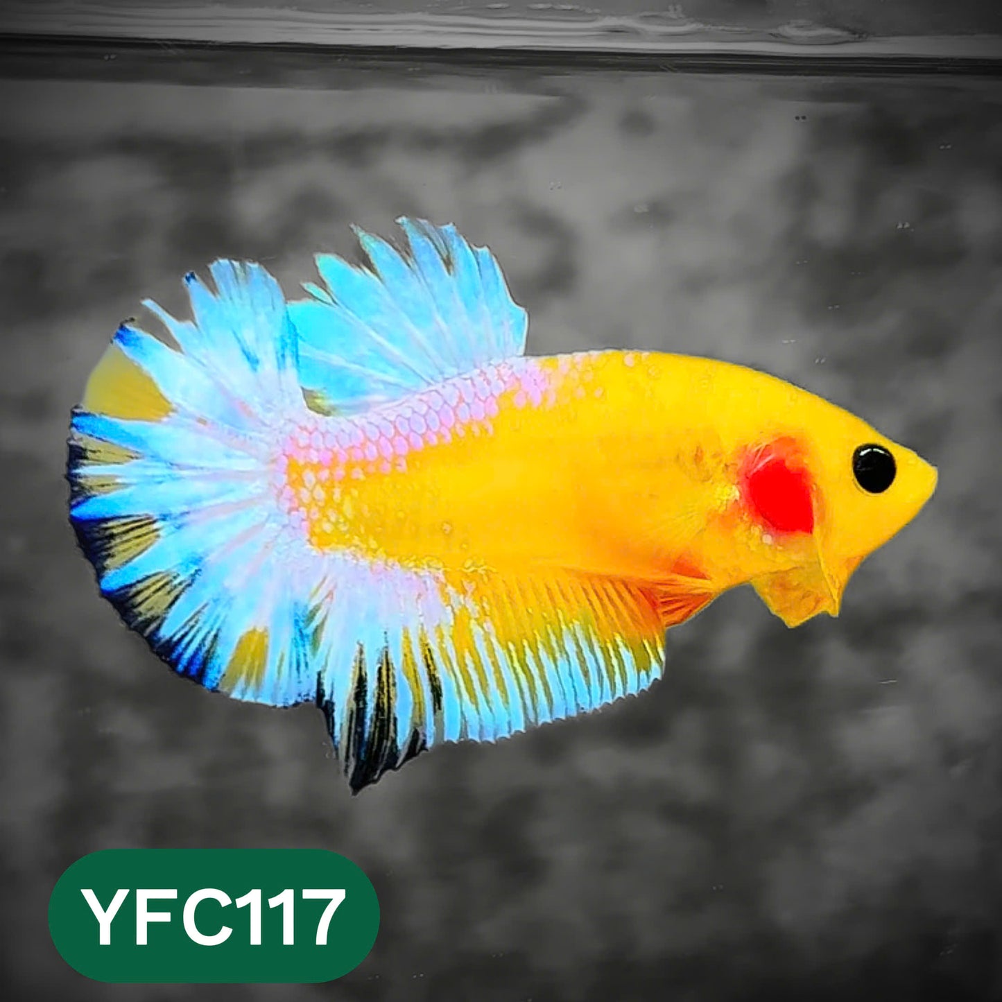 Yellow Fancy Male Betta Fish | Order Directly From Farm | You Pick Fish