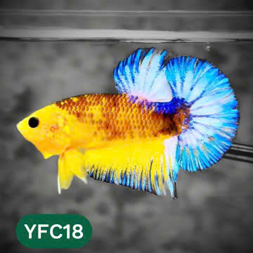 Yellow Fancy Male Betta Fish | Order Directly From Farm | You Pick Fish