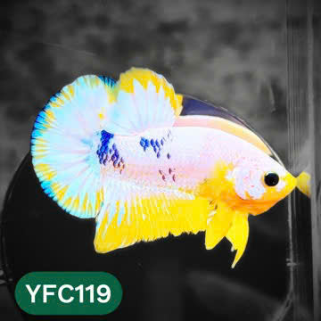Yellow Fancy Male Betta Fish | Order Directly From Farm | You Pick Fish