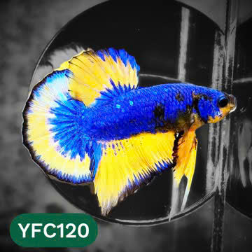 Yellow Fancy Male Betta Fish | Order Directly From Farm | You Pick Fish