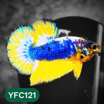 Yellow Fancy Male Betta Fish | Order Directly From Farm | You Pick Fish