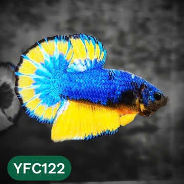 Yellow Fancy Male Betta Fish | Order Directly From Farm | You Pick Fish
