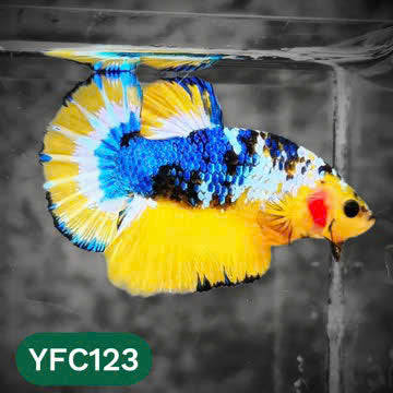 Yellow Fancy Male Betta Fish | Order Directly From Farm | You Pick Fish