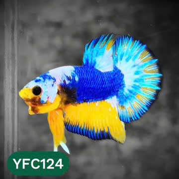 Yellow Fancy Male Betta Fish | Order Directly From Farm | You Pick Fish