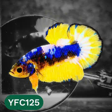 Yellow Fancy Male Betta Fish | Order Directly From Farm | You Pick Fish