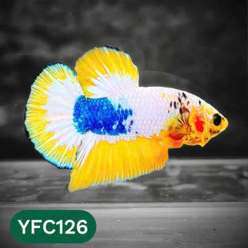 Yellow Fancy Male Betta Fish | Order Directly From Farm | You Pick Fish