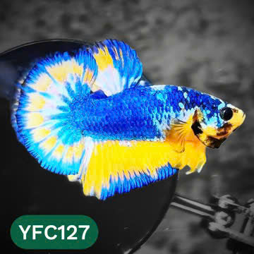 Yellow Fancy Male Betta Fish | Order Directly From Farm | You Pick Fish