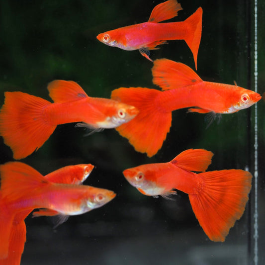 Albino Full Red Big Dorsal Guppy Fish