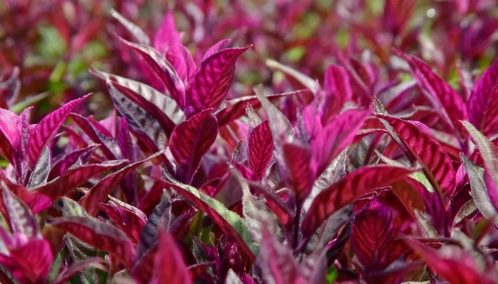 Alternanthera Lilacina Aquarium Plant