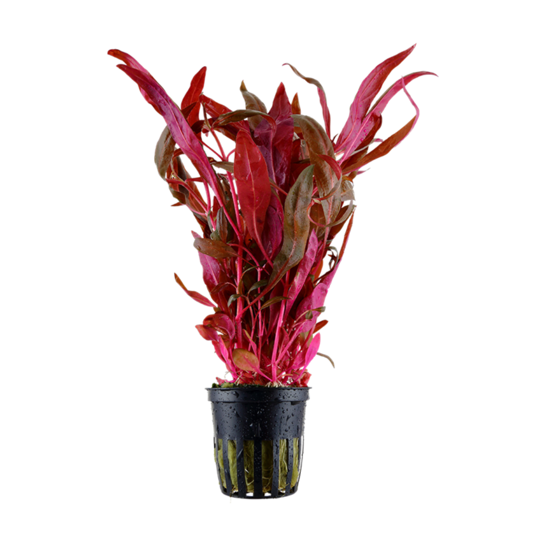 Alternanthera Reineckii
