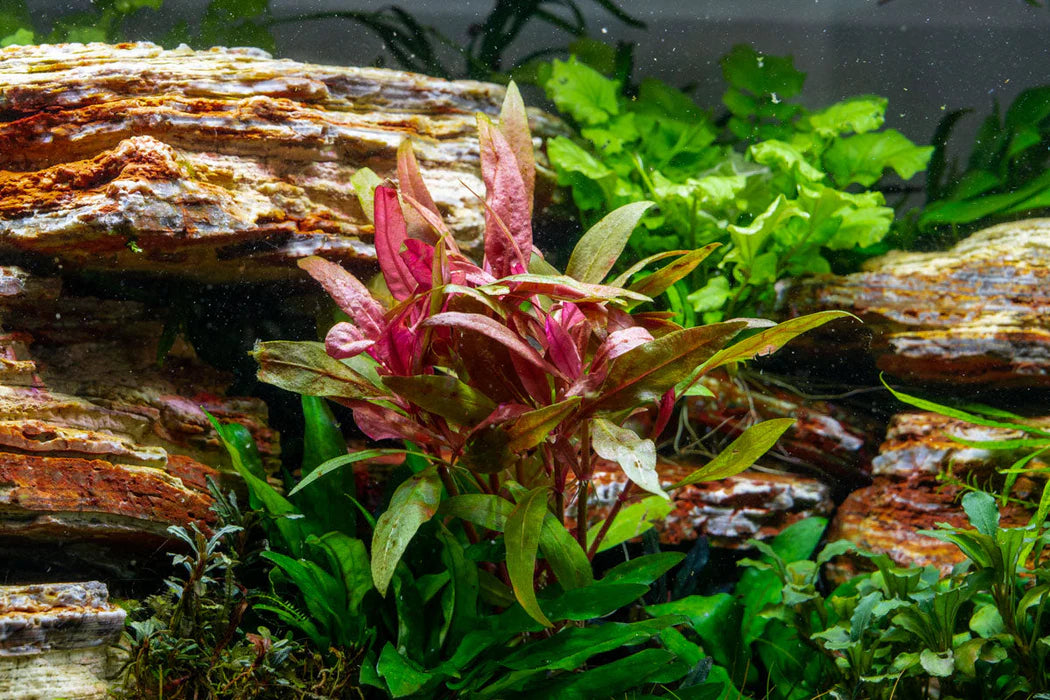 Alternanthera Reineckii – Stunning Red Aquarium Plant