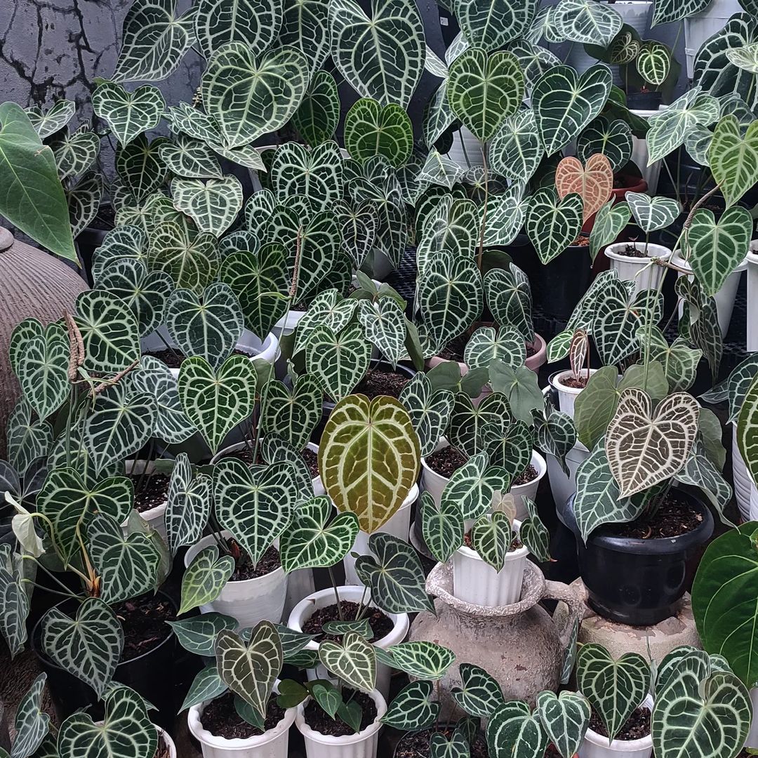 anthurium clarinervium wiki Anthurium Clarinervium Tissue Culture Plant