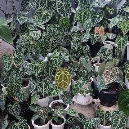 anthurium kwekerij Anthurium Clarinervium Tissue Culture Plant