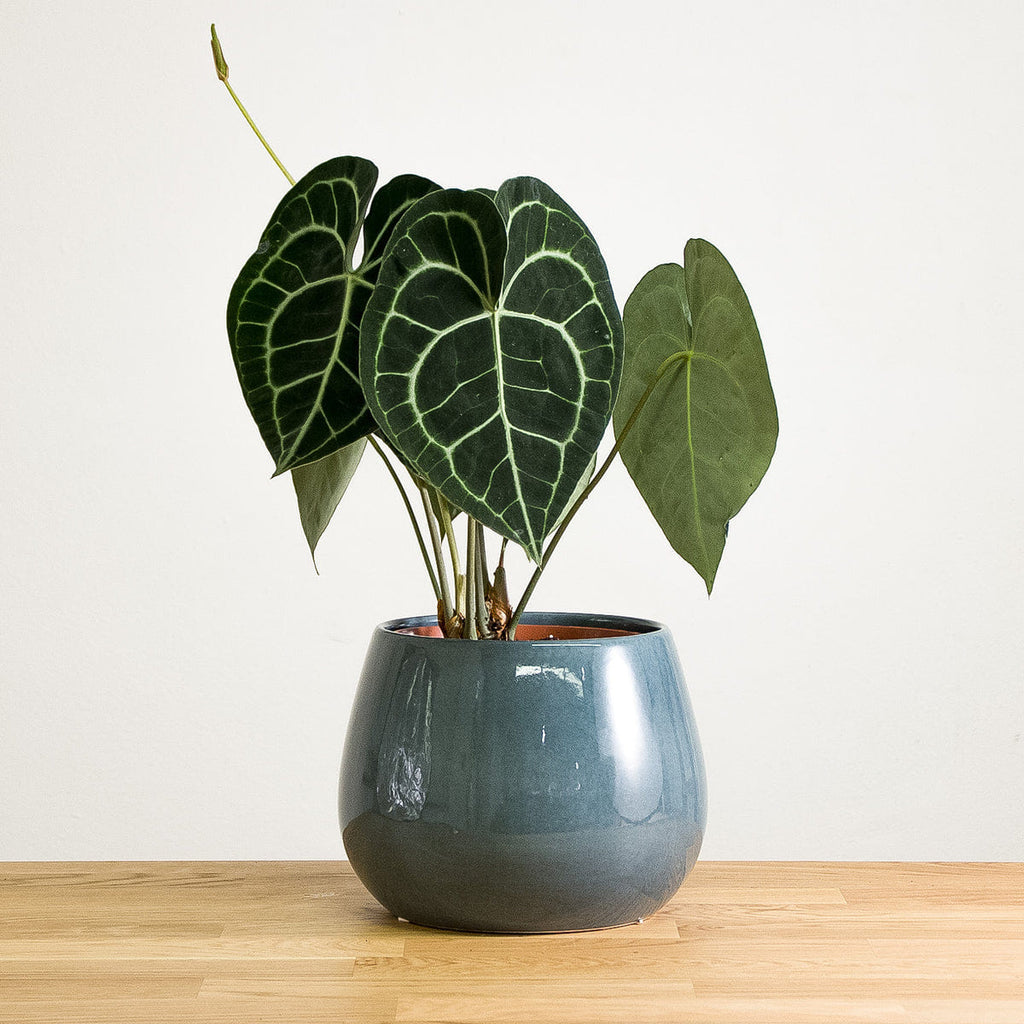 anthurium lacrimae Anthurium Clarinervium Tissue Culture Plant