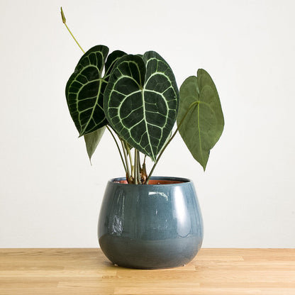 anthurium andraeanum tissue culture Anthurium Clarinervium Tissue Culture Plant