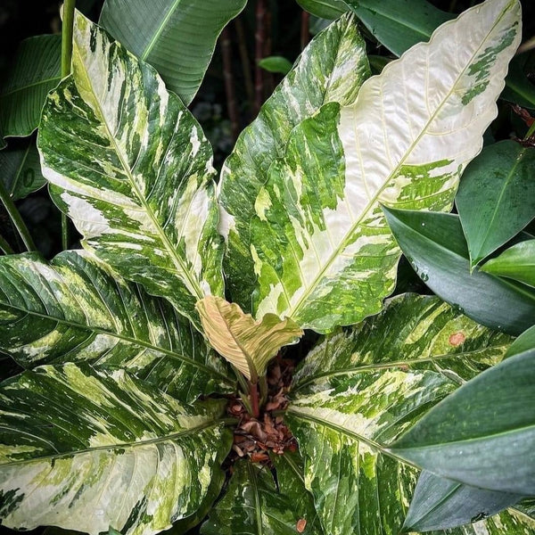 Shop Anthurium Hookeri Variegated Tissue Culture Plant