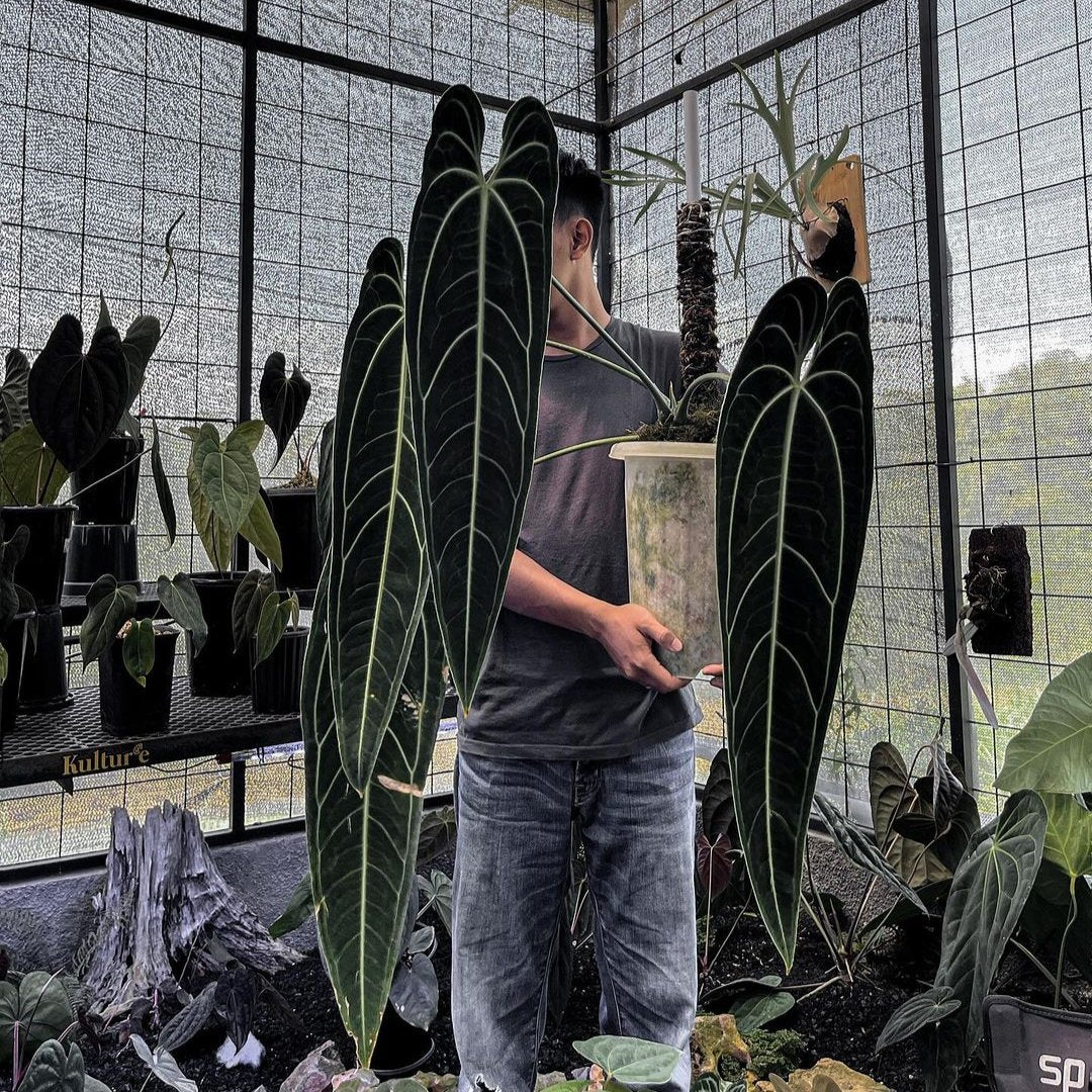 Anthurium Warocqueanum AKA 