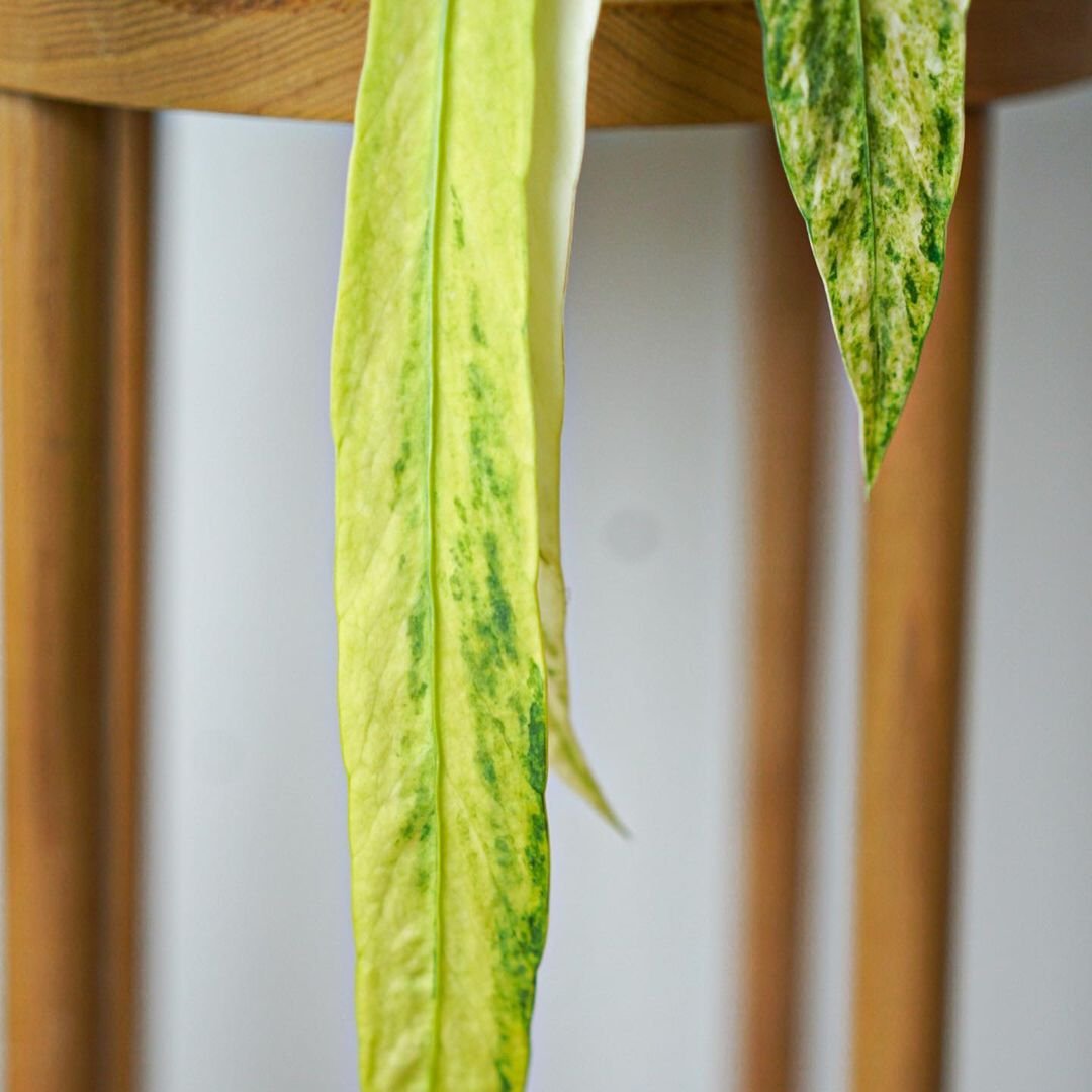 tissue culture anthurium Shop Anthurium Vittarifolium Variegated Tissue Culture Plant