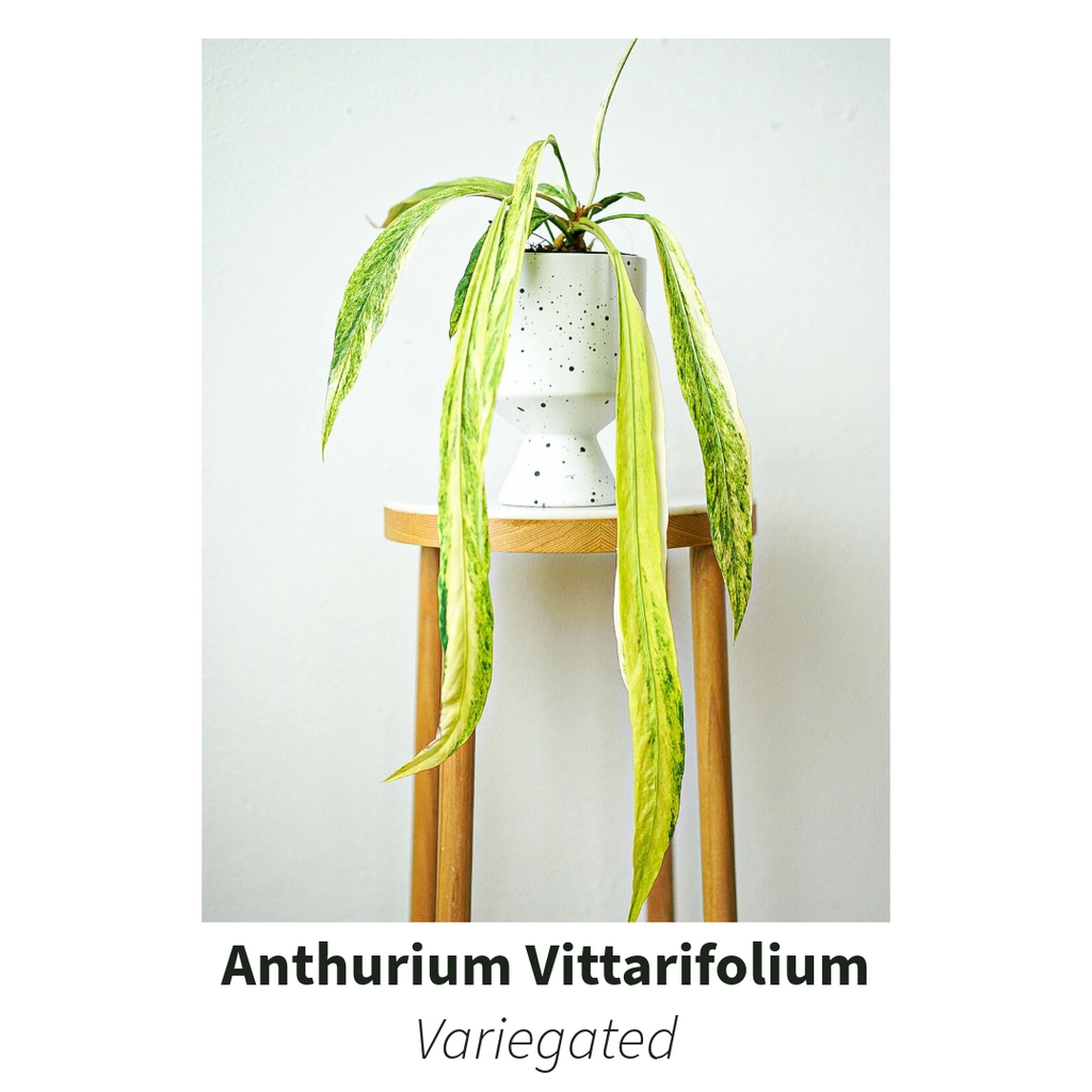 anthurium vittarifolium propagation Shop Anthurium Vittarifolium Variegated Tissue Culture Plant