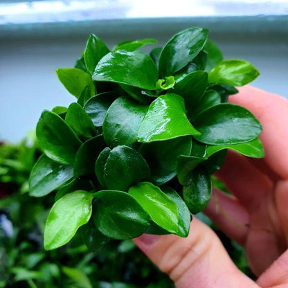 Anubias Nana Bonsai